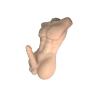 Muscular Male Model Doll Solid Silicone Man Torso Love Doll for Woman - Girlfriends Gift - Couples Surprise Toy - 13 lbs, Privacy Box (Flesh)