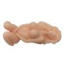 Zeezm Lovely and Exercise Lifesize Love Doles Live Dolls Adult Toy for Men Secret Partner of Love - Soft Touch Lightweight