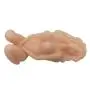 Zeezm Lovely and Exercise Lifesize Love Doles Live Dolls Adult Toy for Men Secret Partner of Love - Soft Touch Lightweight