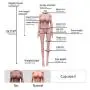 YOUOU Cindy Sex Doll for Men 158CM 518 F-Cup Lifelike Soft TPE Sex Toys with 3 Holes Full Size Real Love Sex Doll with Discreet Shipping