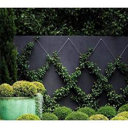 Tumax 50-Piece Plant Anchors For Trellis Design and Vine Supports