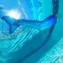 Fin Fun Mermaid Tails for Swimming with Monofin - Kids and Adult Sizes - Limited Edition