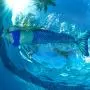 Fin Fun Mermaid Tails for Swimming with Monofin - Kids and Adult Sizes - Limited Edition